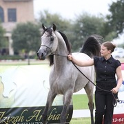 2013 Egyptian Breeders Classic