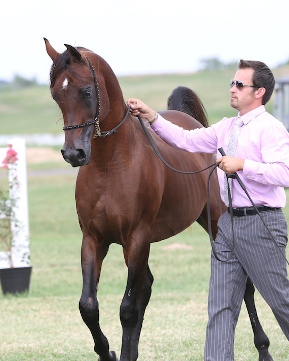 2013 Egyptian Breeders Classic