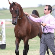 2013 Egyptian Breeders Classic