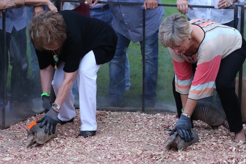 2013 Egyptian Breeders Classic