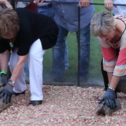 2013 Egyptian Breeders Classic