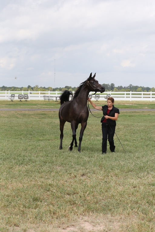 2013 Egyptian Breeders Classic