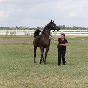 2013 Egyptian Breeders Classic