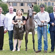 2013 Egyptian Breeders Classic