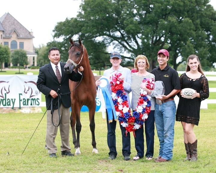 2013 Egyptian Breeders Classic
