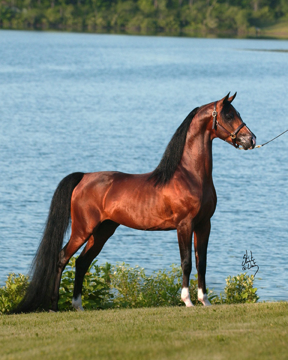 Rooker Training Stable
