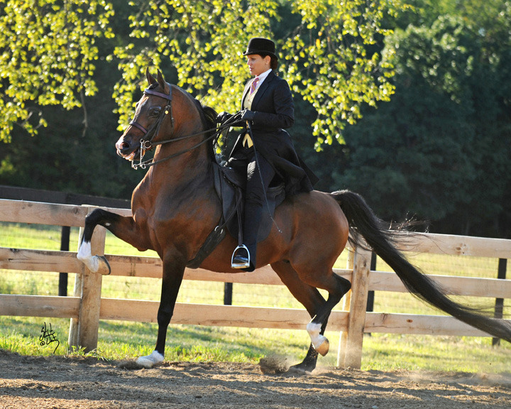 Rooker Training Stable