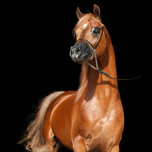 Rivero International