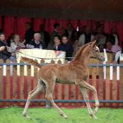 Straight Egyptian Arabian Horse World Championship 2013