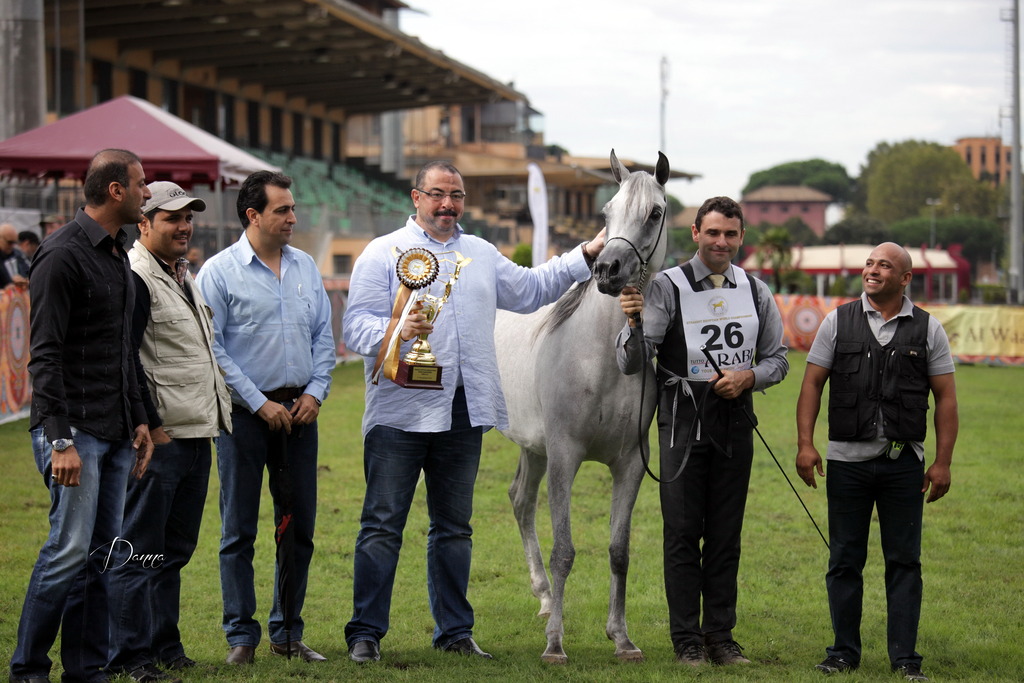 Straight Egyptian Arabian Horse World Championship 2013
