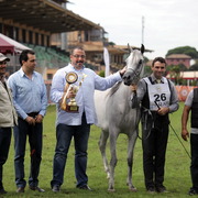 Straight Egyptian Arabian Horse World Championship 2013