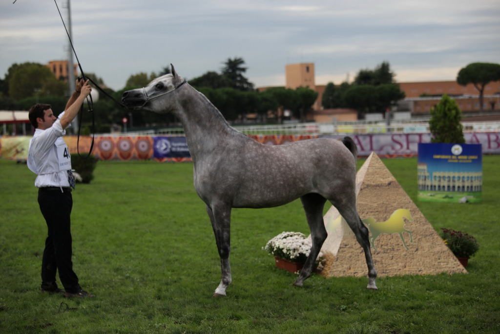 Straight Egyptian Arabian Horse World Championship 2013