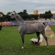 Straight Egyptian Arabian Horse World Championship 2013