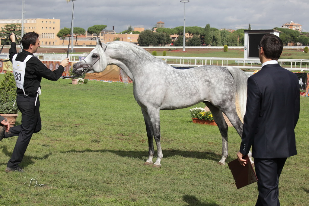 Straight Egyptian Arabian Horse World Championship 2013