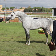 Straight Egyptian Arabian Horse World Championship 2013