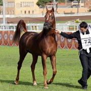 Straight Egyptian Arabian Horse World Championship 2013