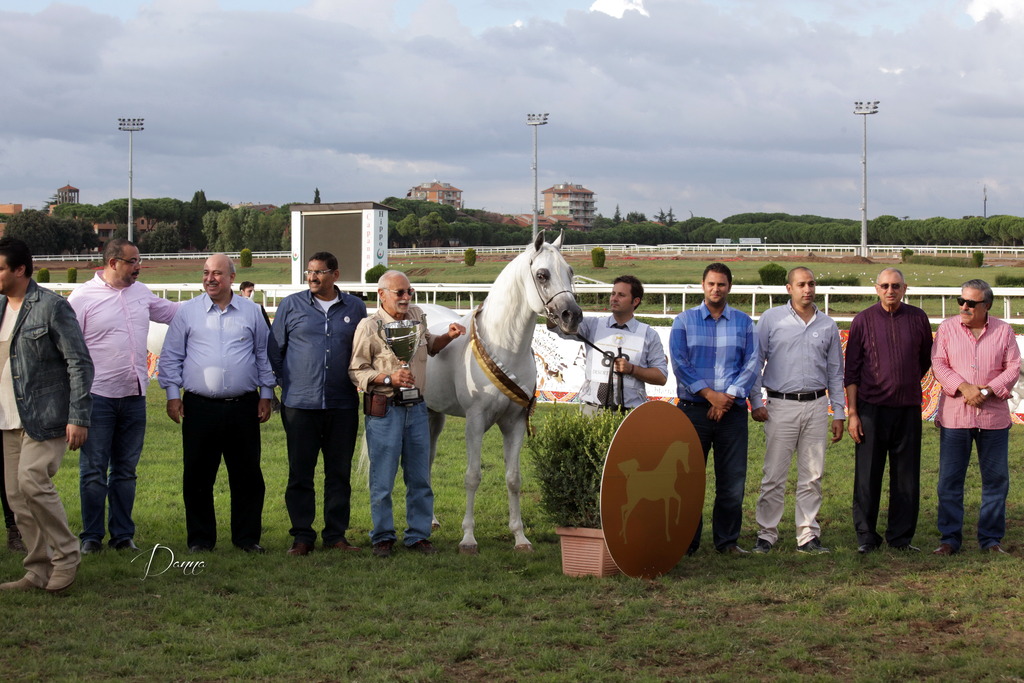 Straight Egyptian Arabian Horse World Championship 2013