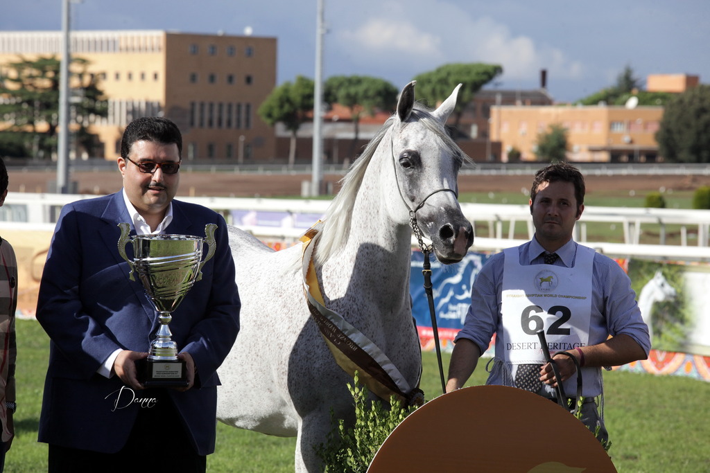 Straight Egyptian Arabian Horse World Championship 2013