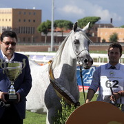 Straight Egyptian Arabian Horse World Championship 2013