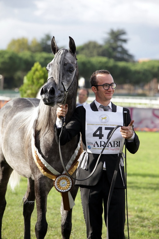 Straight Egyptian Arabian Horse World Championship 2013