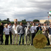 Straight Egyptian Arabian Horse World Championship 2013