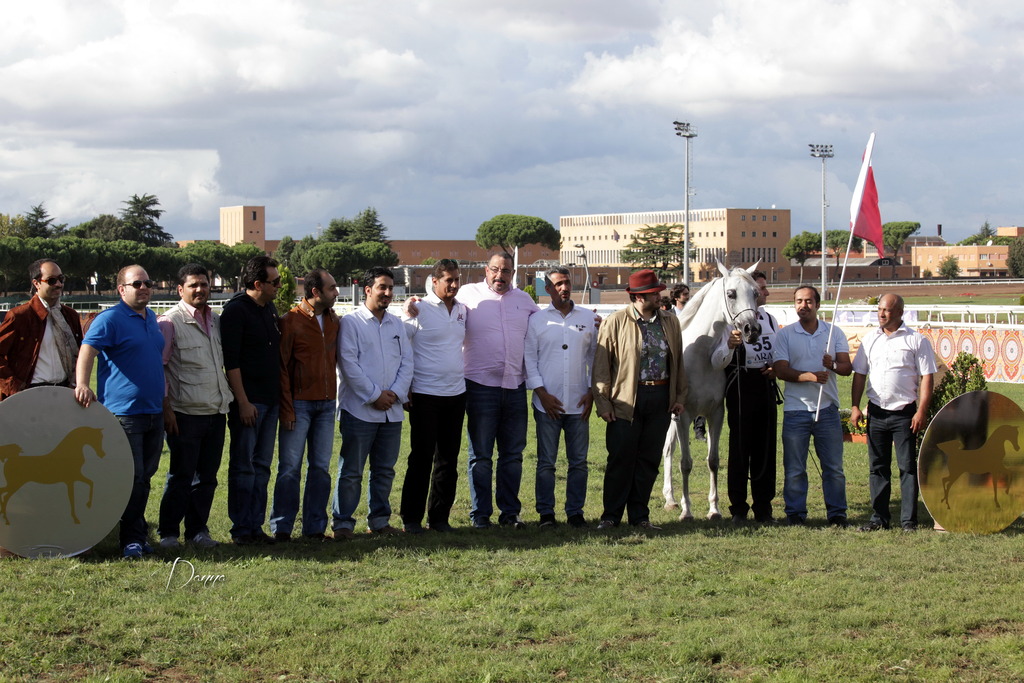 Straight Egyptian Arabian Horse World Championship 2013