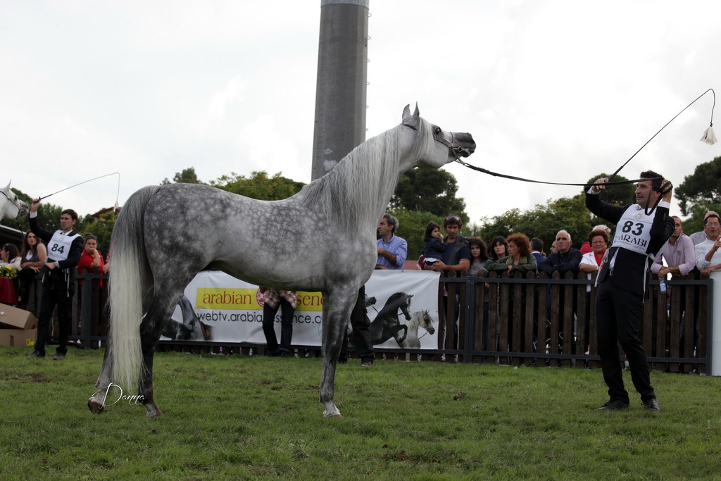 Straight Egyptian Arabian Horse World Championship 2013