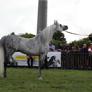 Straight Egyptian Arabian Horse World Championship 2013
