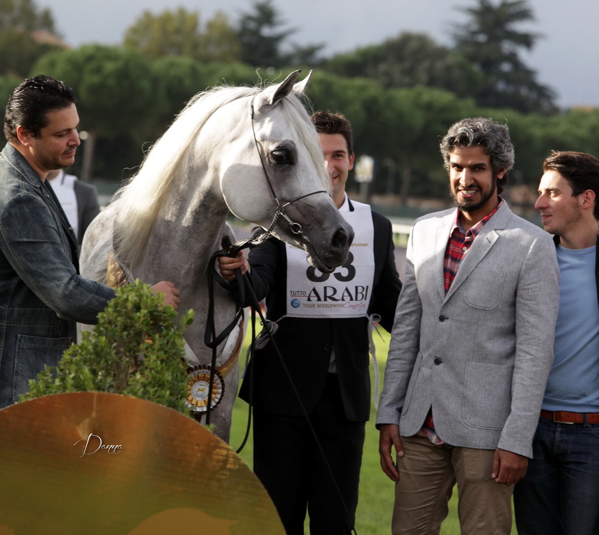 Straight Egyptian Arabian Horse World Championship 2013