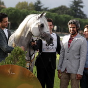 Straight Egyptian Arabian Horse World Championship 2013