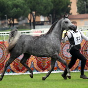 Straight Egyptian Arabian Horse World Championship 2013