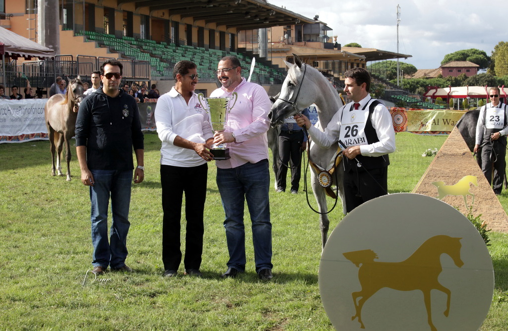Straight Egyptian Arabian Horse World Championship 2013