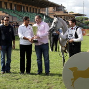 Straight Egyptian Arabian Horse World Championship 2013