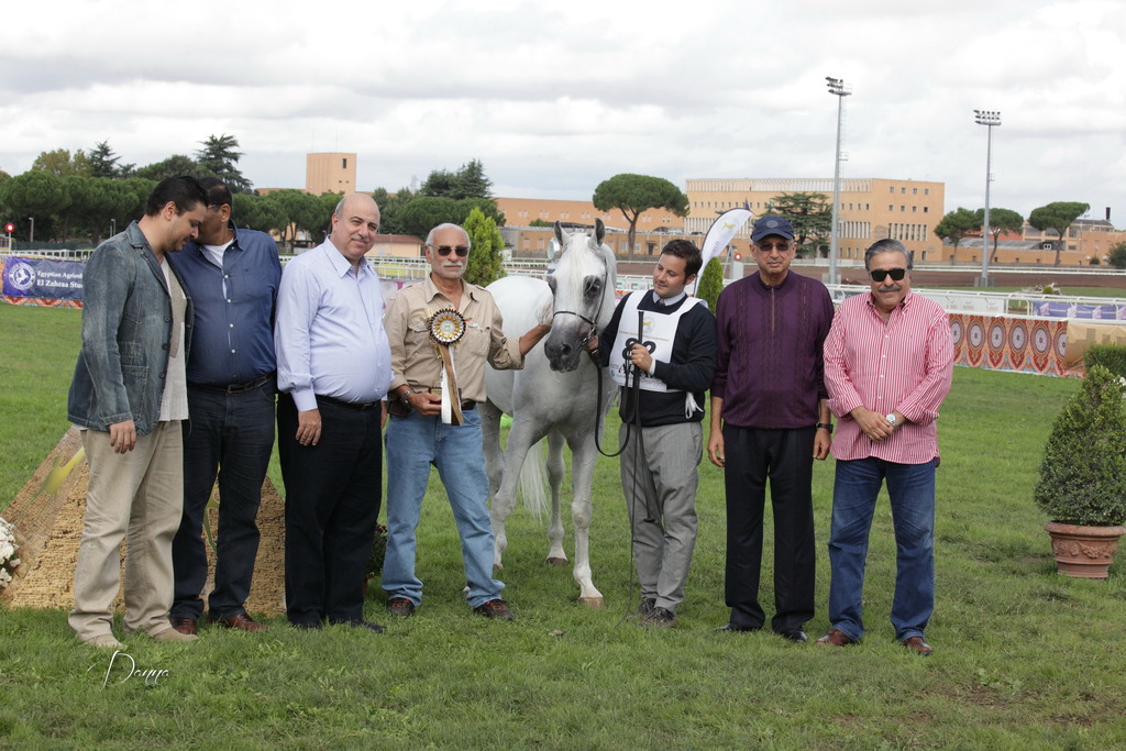 Straight Egyptian Arabian Horse World Championship 2013