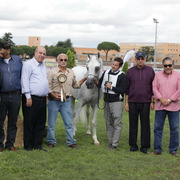 Straight Egyptian Arabian Horse World Championship 2013