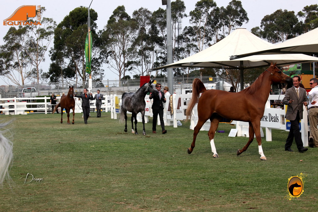 2013 Arabian Showcase @ Equitana Australia 