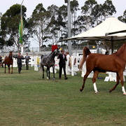 2013 Arabian Showcase @ Equitana Australia 