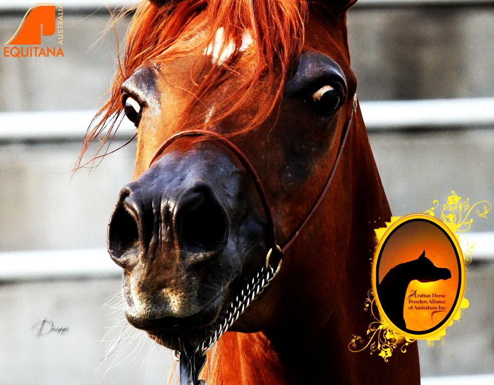 2013 Arabian Showcase @ Equitana Australia 