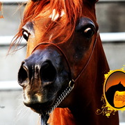 2013 Arabian Showcase @ Equitana Australia 