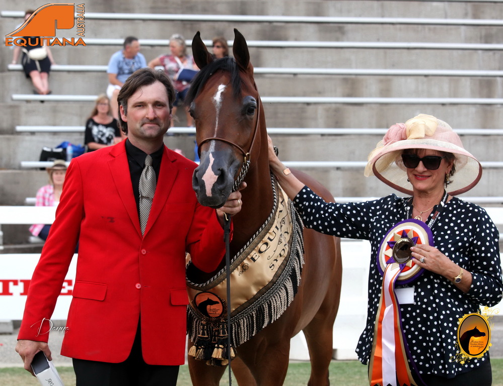 2013 Arabian Showcase @ Equitana Australia 