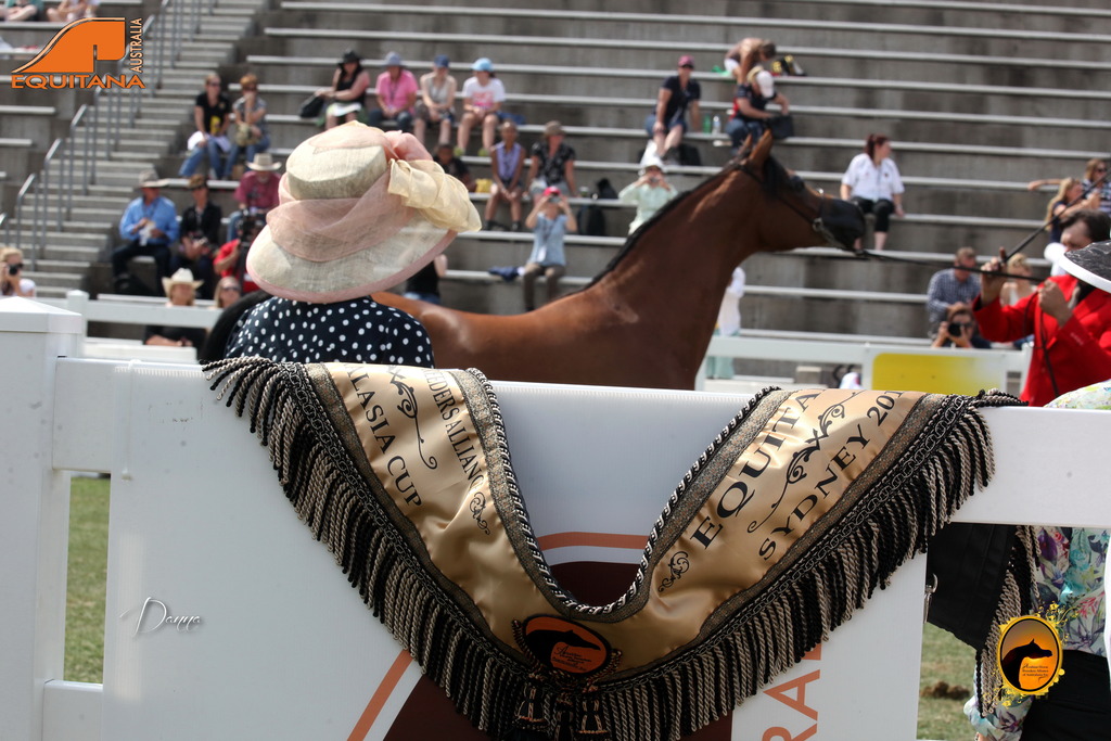2013 Arabian Showcase @ Equitana Australia 