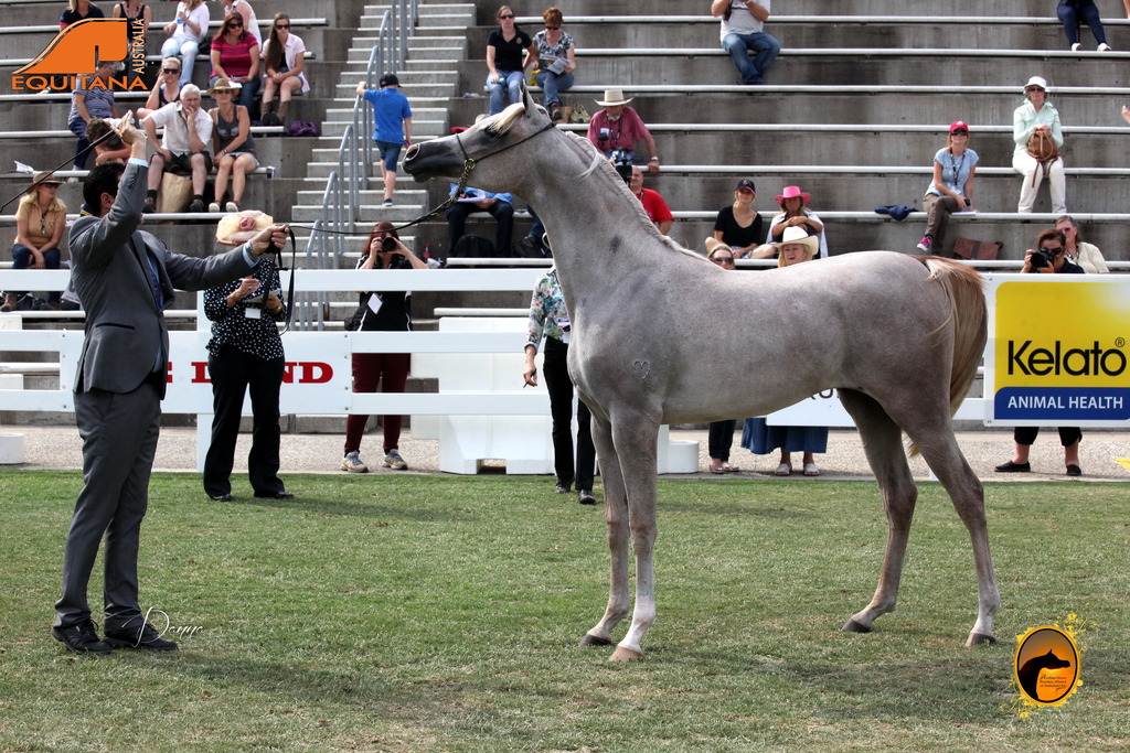 2013 Arabian Showcase @ Equitana Australia 