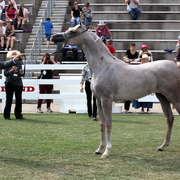 2013 Arabian Showcase @ Equitana Australia 