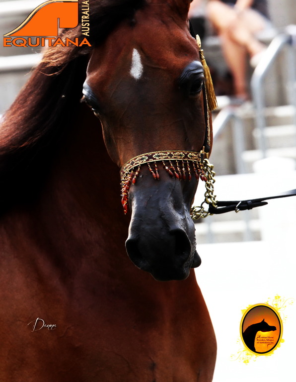 2013 Arabian Showcase @ Equitana Australia 