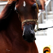 2013 Arabian Showcase @ Equitana Australia 