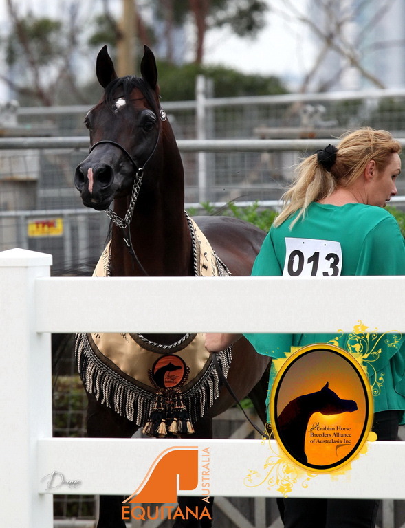 2013 Arabian Showcase @ Equitana Australia 