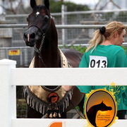 2013 Arabian Showcase @ Equitana Australia 