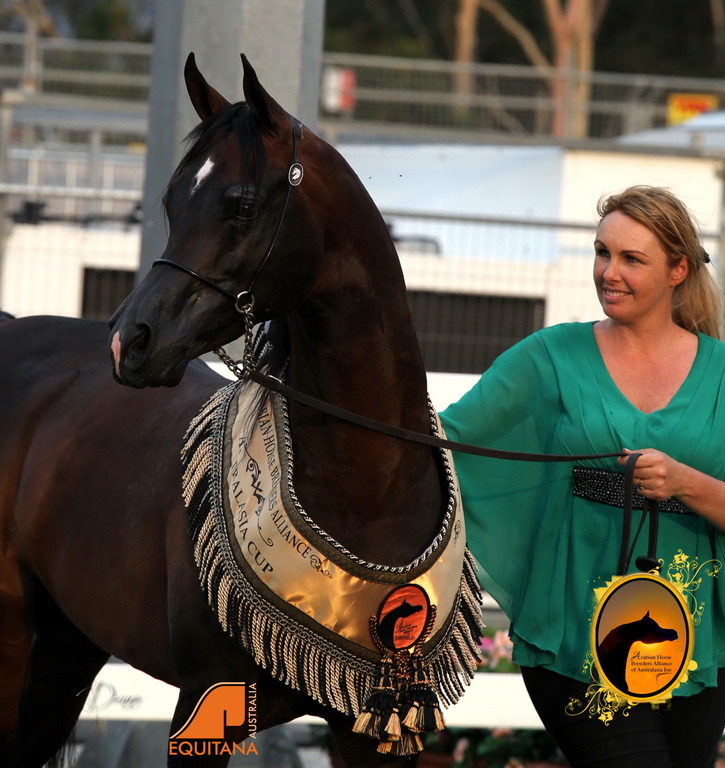 2013 Arabian Showcase @ Equitana Australia 
