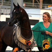 2013 Arabian Showcase @ Equitana Australia 