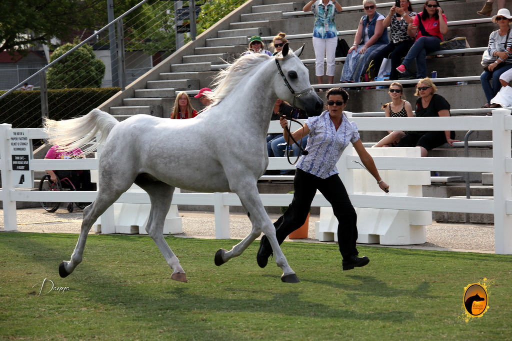 2013 Arabian Showcase @ Equitana Australia 
